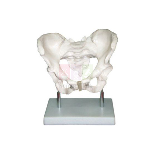 Human Adult Male Pelvis Structural Model